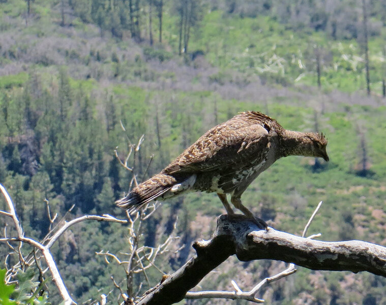 Grouse hen. These birds can take you by surprise as they often wait to the last minute to fly away and they fly away with a sudden loud flourish of wings beats.