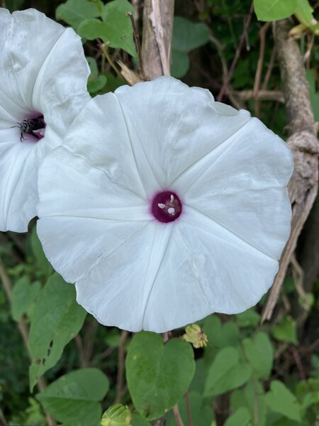 Wild Potato Vine.