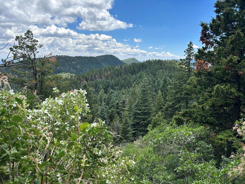 Forest on Sandia.