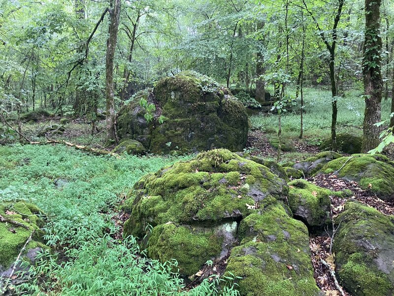 Moss-covered rocks, on a misty day.