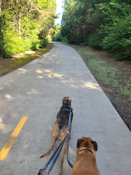 Walking the dogs on the trail.