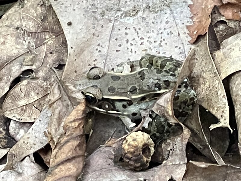 Southern Leopard Frog (Lithobates sphenocephalus).