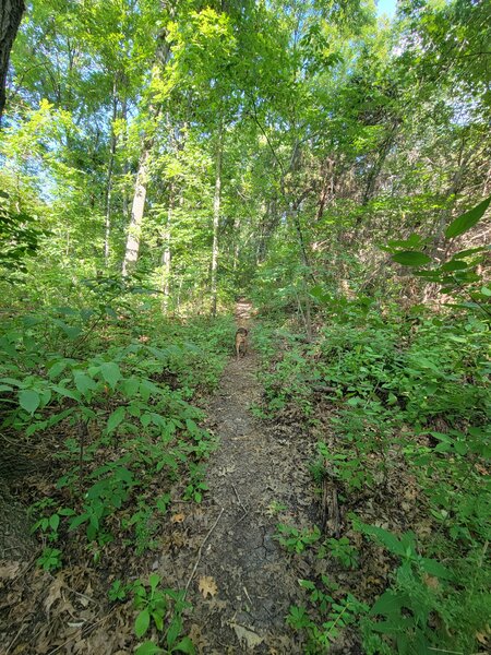 The trail is clear here, but partially blocked by vegetation in many places.