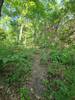 The trail is clear here, but partially blocked by vegetation in many places.