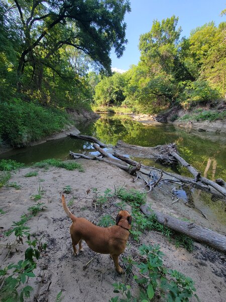 Whiskey enjoyed a swim in the creek!