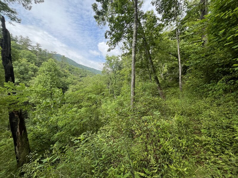 Near the beginning of the trail are the most open views you get on a summer hike along this trail