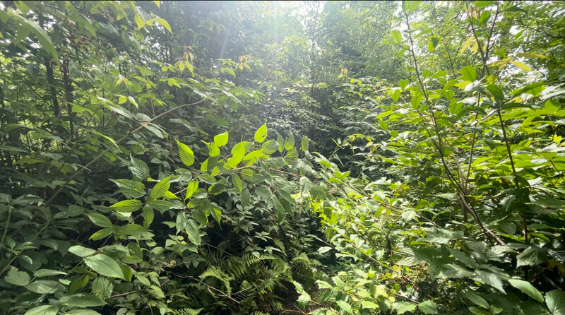 The trail runs down the center of this photo; much of the path is briar choked during the summer.