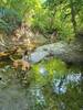 Dogs cooling off in the tributary creek.