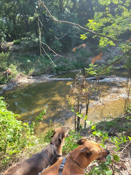 View of Spring Creek from the bluff at the end of the trail.