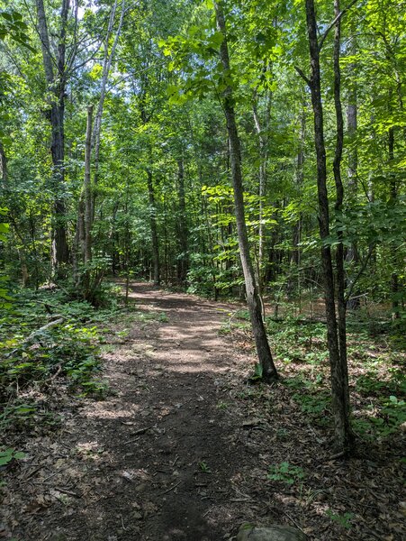 Lake Rogers trail in woods.