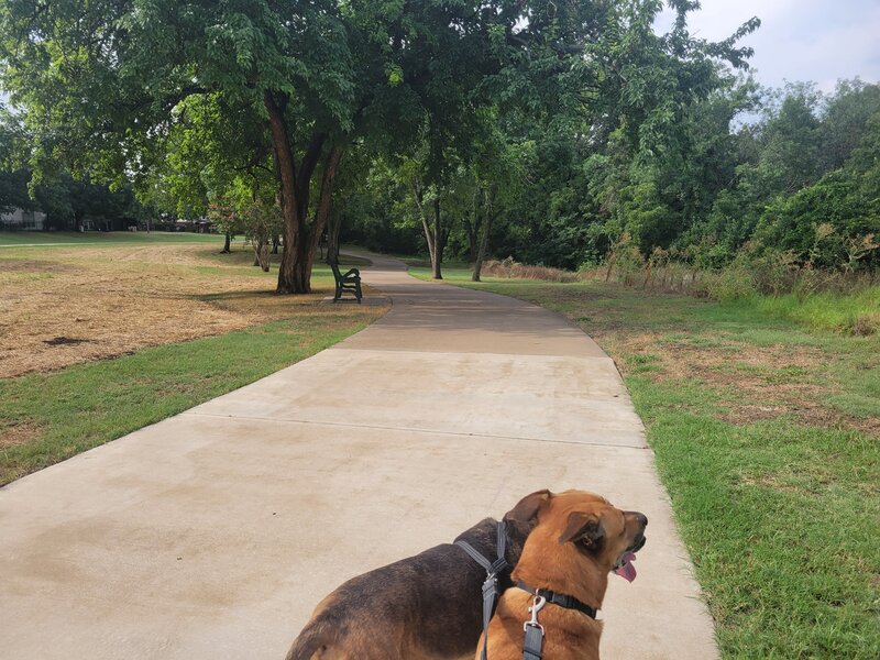 Walking the dogs on the Chisholm Trail east side of Spring Creek.