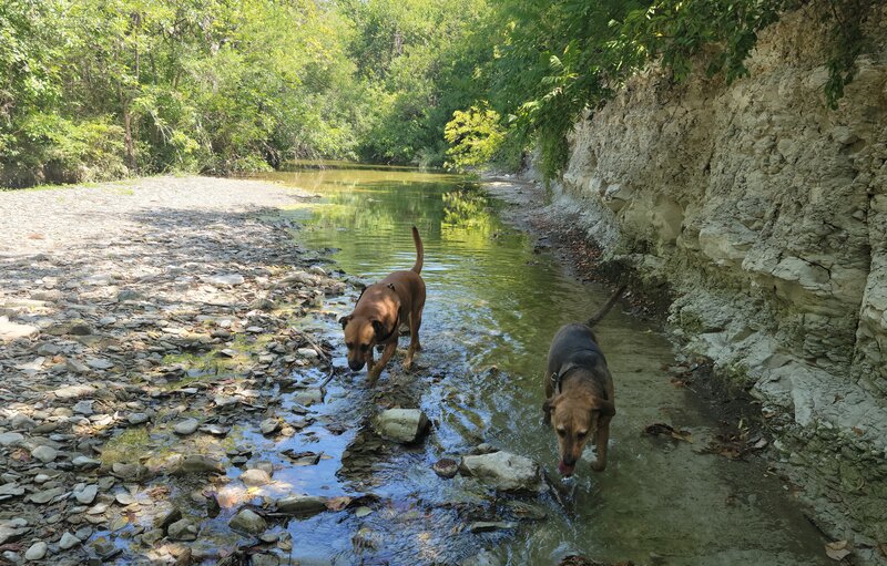 Dogs exploring in Spring Creek. There are only a couple of access spots on the west side trail.