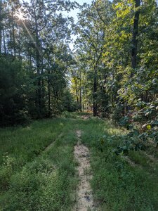 Wooded trail section partially obscured with lots of vegetation.