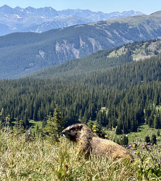 Friendly marmots at the pass.