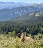 Friendly marmots at the pass.