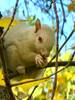 A rare albino squirrel near Bryant Lake.