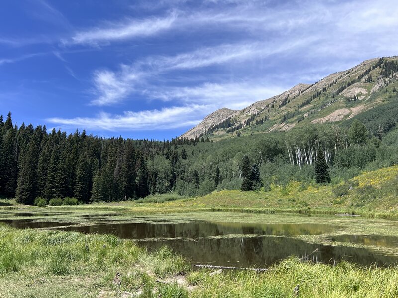 Main beaver pond in late July. Abundant wildflowers around northern edge can be traversed via an unofficial loop trail.