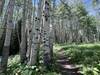 Trail is predominantly under the canopy of a mature aspen grove. Lots of shade and smooth trail. Great for little legs or just a casual stroll.