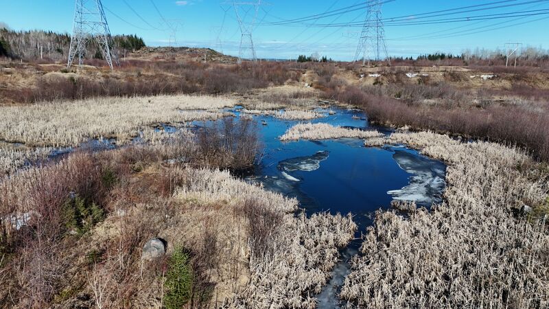 Milieu humide près du sentier. Wetland near the trail