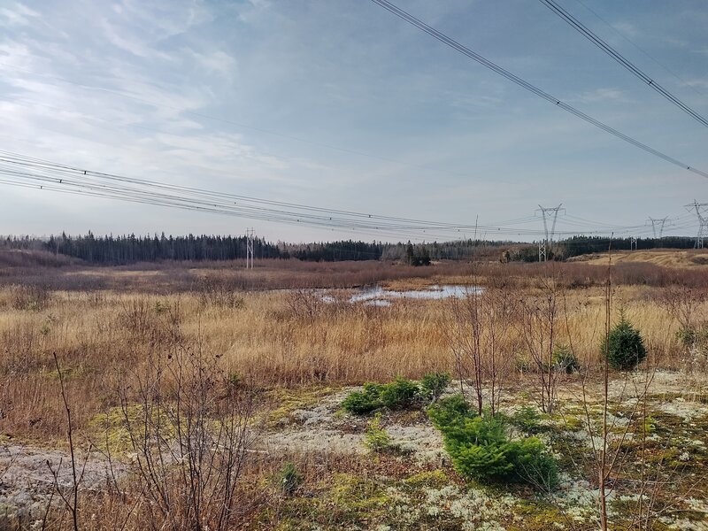 Vue sur le milieu humide à partir du sentier. Wetland view from the trail.