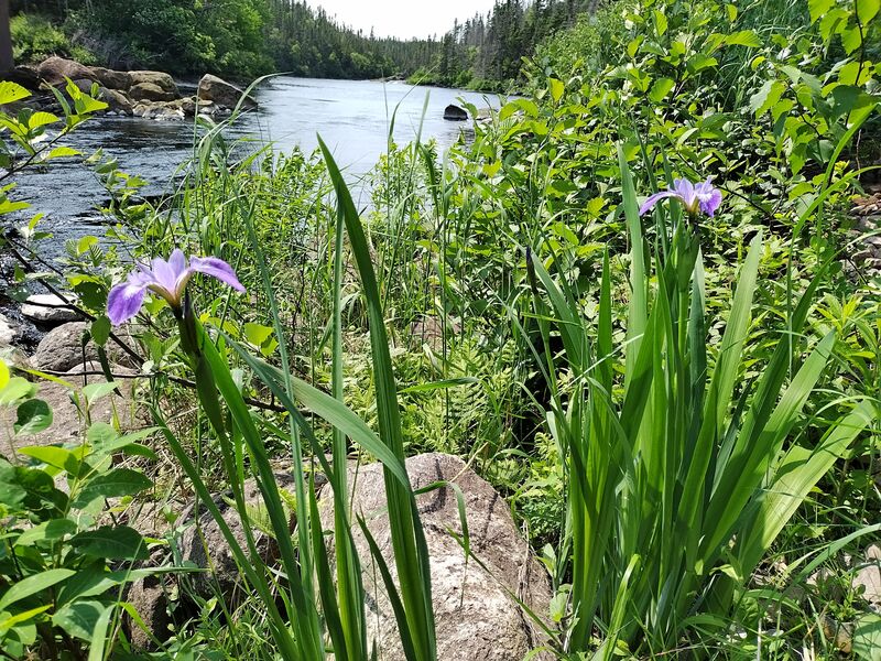Iris versicolor