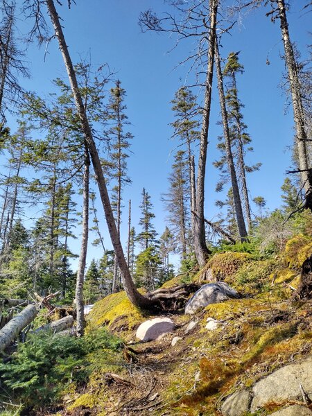 Arbres et mousse. Tree and moss.