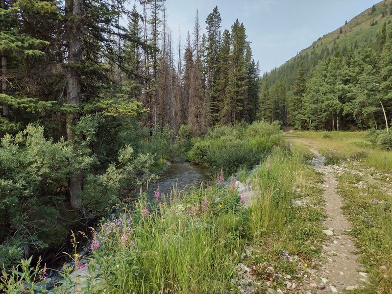 Etherington Creek and Etherington Creek Trail in mid August.