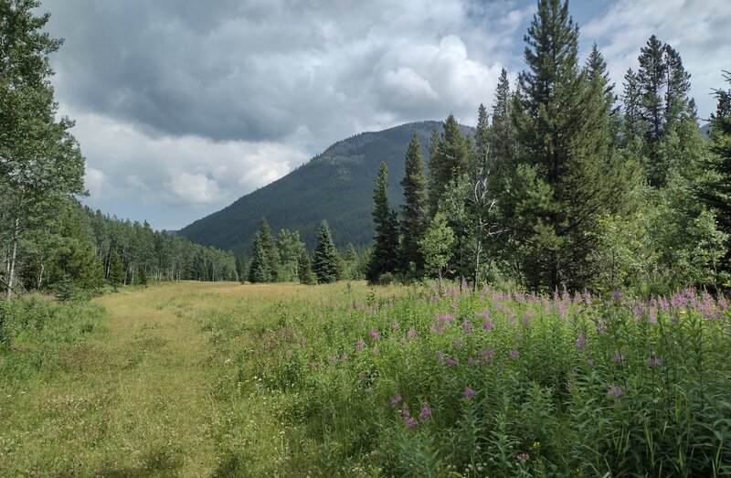 Pretty wildflowers, meadows, and forested hills along Etherington Creek Trail on a sunny August day.