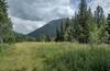 Pretty wildflowers, meadows, and forested hills along Etherington Creek Trail on a sunny August day.