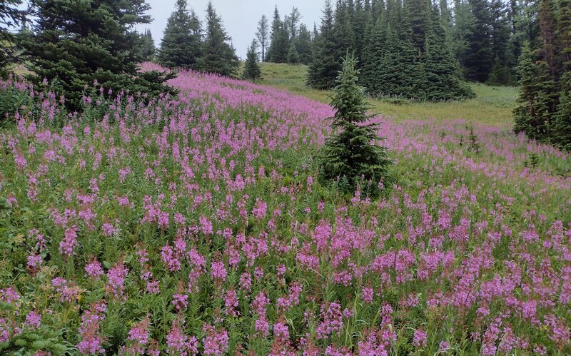 Gorgeous wildflowers brighten up a rainy summer morning.