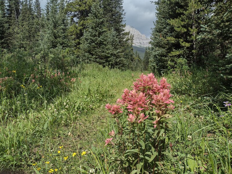 Pink paintbrush, a color variant of common red paintbrush, is found in these mountains.