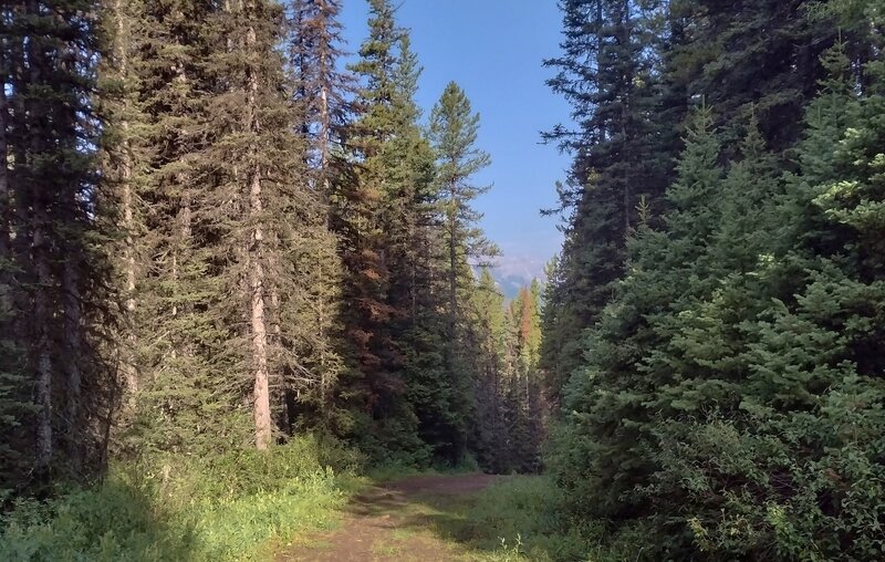 Whiskey Jack Trail runs through the forest with occasional glimpses of the surrounding mountains.