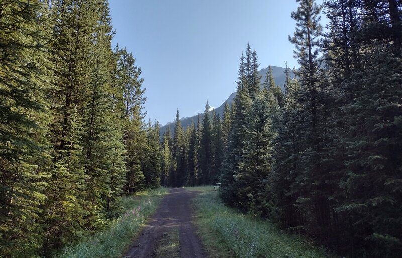 Mountains ahead as Whiskey Jack Trail reaches a 3-way trail junction with a picnic table.