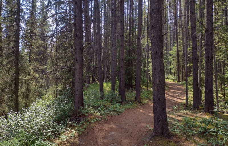 The pretty, sunlit forest of Boulton Creek Trail. The creek is in the valley below (lower left).