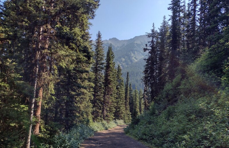 Rugged mountains are seen through breaks in the forest along Kananaskis Fire Tower Lookout Trail.