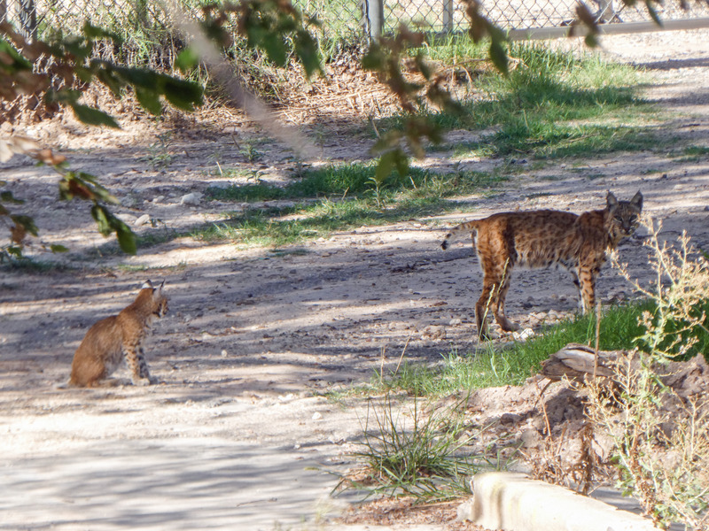 A bobcat and her cub just south of the train trestles.