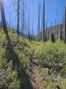 West Fork Fish Creek Trail