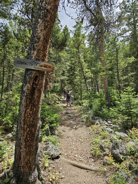 Beginning of the Corral Creek Trail.