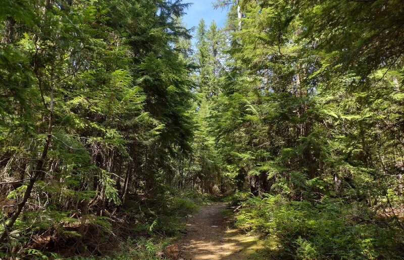 Pretty, sunlit forest full of cedars and other conifers along the lower stretches of Plowboy Mountain Trail.