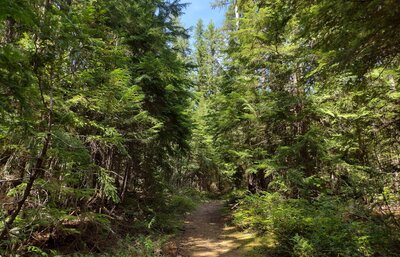 Pretty, sunlit forest full of cedars and other conifers along the lower stretches of Plowboy Mountain Trail.