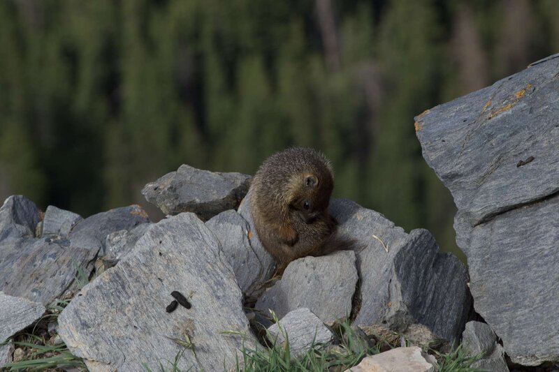 Marmot on the way!!