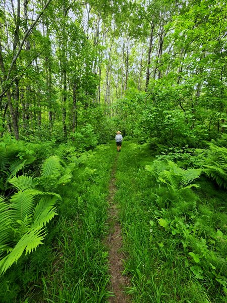 On the Summer Trail southest of Intersection 35.