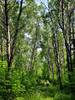 Through a colonnade of trees.