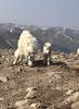 Can't resist more mountain goat photos - mom and her baby.