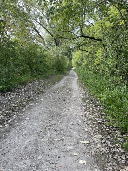 This is the typical trail at this location. Super wide and compact. Easy for running. Sometimes kids in strollers.