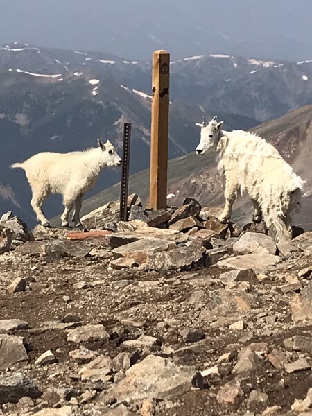 Good day for mountain goats - Ruby Mountain in background, hazy with smoke from Jasper wildfire.