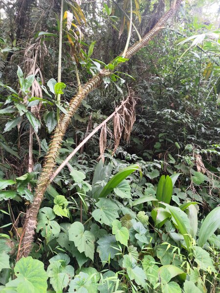 Some very ancient flora on this trail.