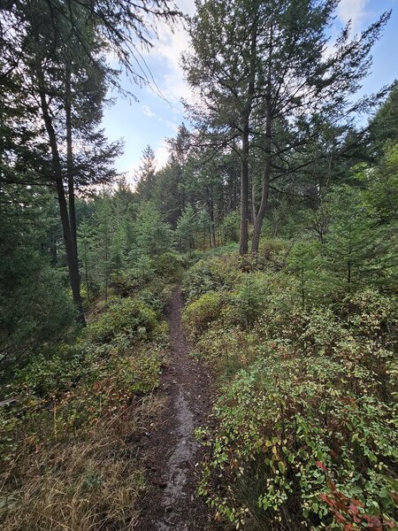 Overlook connector trail.