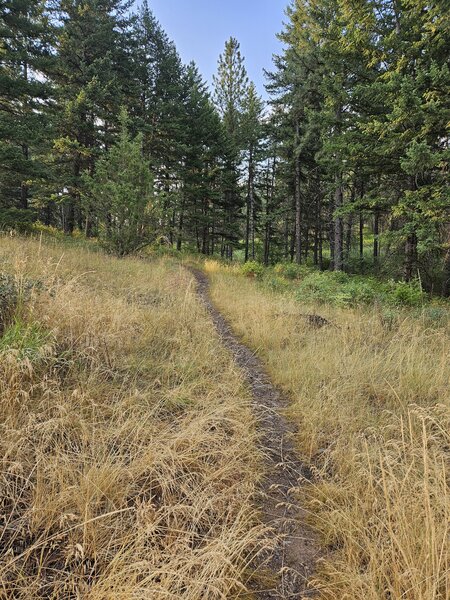 Forest loop trail.