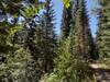 The beautiful forest and its hilly terrain, that Snow Lake Trail travels through. Nearby forested mountains are glimpsed through the trees. Although hard to make out, the Snow Creek valley drops off on the left.